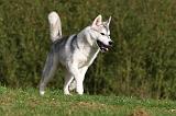 SIBERIAN HUSKY 807